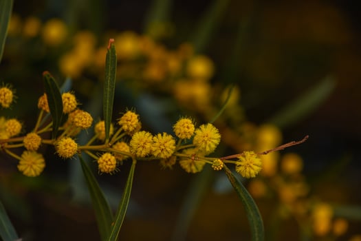 Bright yellow blossoms bloom vibrantly under the warm sun in a serene garden setting filled with lush greenery photo