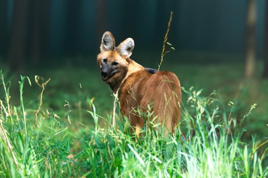 Typical and rare Brazilian maned wolf in selective focus in natural environment 1 photo