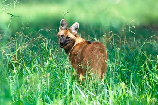 Typical and rare Brazilian maned wolf in selective focus in natural environment 5 photo