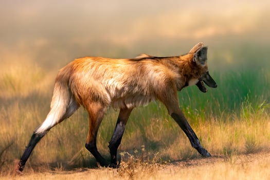 Typical and rare Brazilian maned wolf in selective focus in natural environment photo