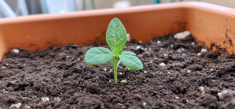 A small plant is growing in a pot photo