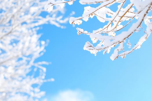 Winter background with snow covered branches and blue sky photo