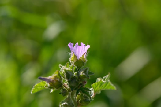 Delicate purple flower blooming amidst lush green grass on a sunny morning photo