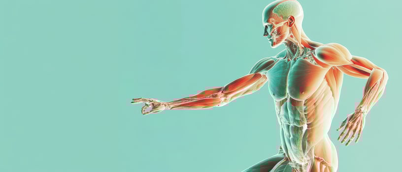 The human body is shown in a 3d image photo
