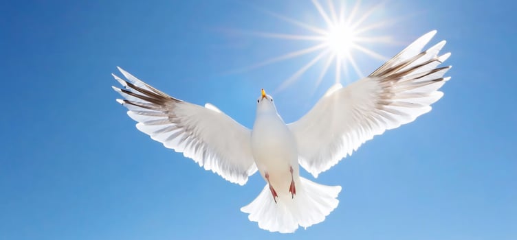 A seagull soaring against a bright blue sky and shining sun. photo