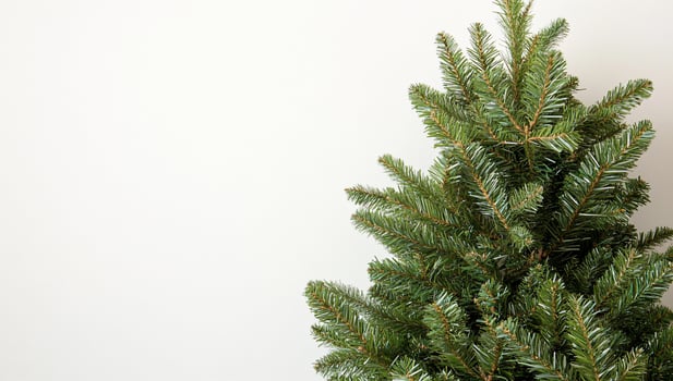 A close-up of a Christmas tree branch against a plain background. photo