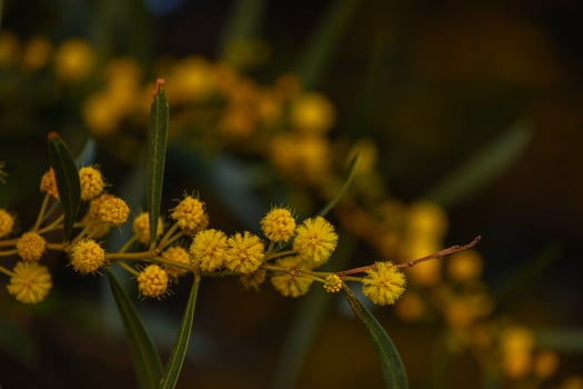 Vibrant yellow blooms scattered amidst lush green leaves at twilight in a tranquil garden setting photo