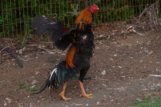 Majestic rooster displaying vibrant plumage in a rural farmyard under soft afternoon light photo