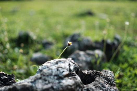 Blooming grass flower growing in green field in natural sunny and sunlight photo