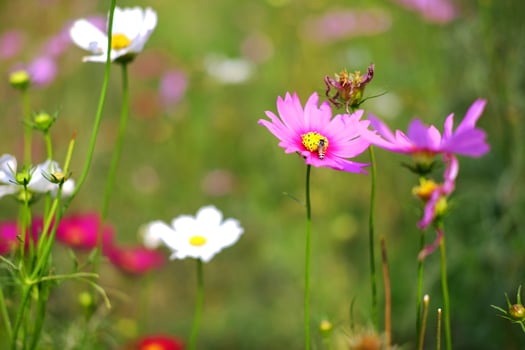 Close up butterfly and bee in blooming pink cosmos flowers and pollen in a meadow of wildflower with sunny on summer in tropical garden. Copy space photo