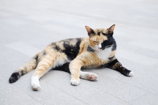 Cute tabby adorable sleeping cat is black and orange color in fur sleeping and relaxing on concrete floor outdoor photo