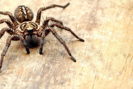 A spider on a wooden surface photo