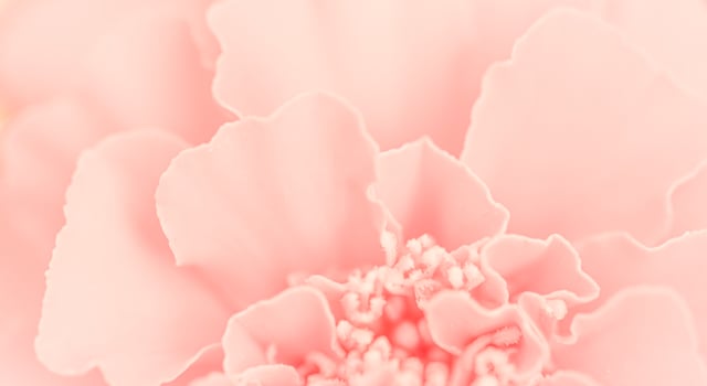 Close up beautiful pink flower petals. Floral background photo