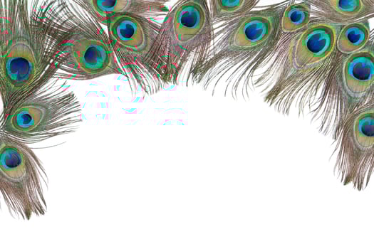 Bright peacock feathers on the white background photo