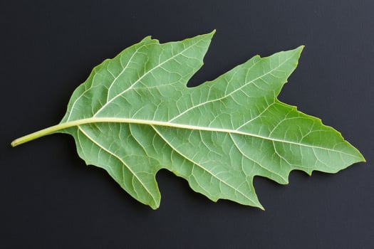 A large green leaf with a prominent vein structure on a dark background. photo