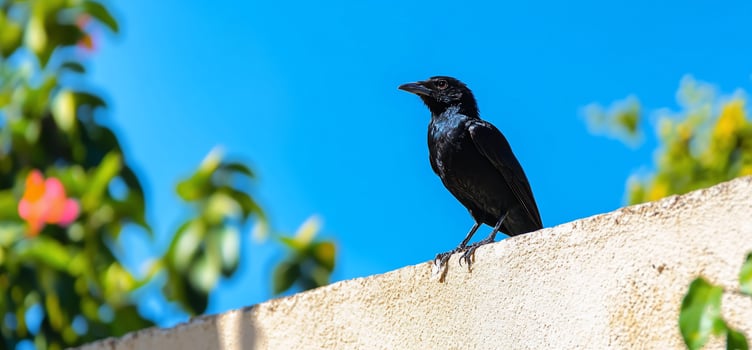 A black bird perched on a wall against a clear blue sky. photo