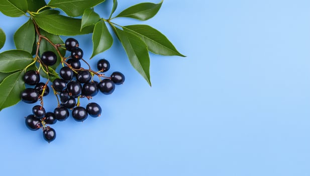 A branch with black berries and green leaves on a blue background. photo