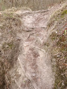 A worn path revealing the intricacies of exposed dirt, roots, and grass, capturing the beauty and challenges of a woodland trail. photo