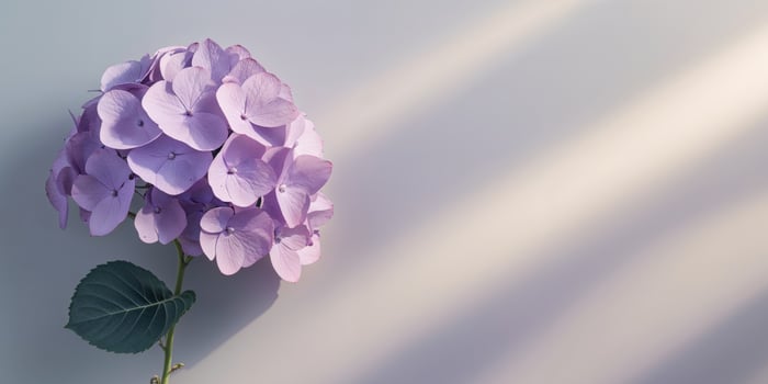 Delicate Purple Hydrangea Blooming Softly Peaceful Flower Beauty photo