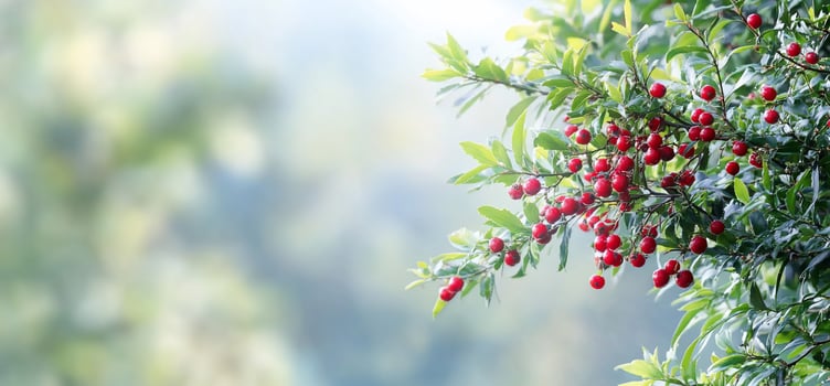 A bush with red berries on it photo