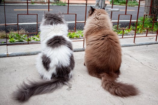 Two cats sitting on the ground photo