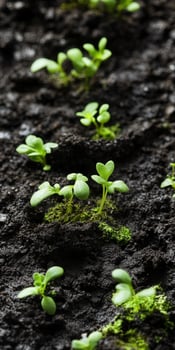 Fresh seedlings growing in rich soil under natural light photo
