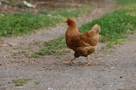 Hen strolls along a rustic path surrounded by vibrant greenery on a sunny afternoon in a rural setting photo