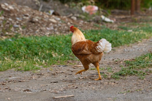 Rustic hen strolls along a country path in golden afternoon light amidst lush greenery and earthy textures photo