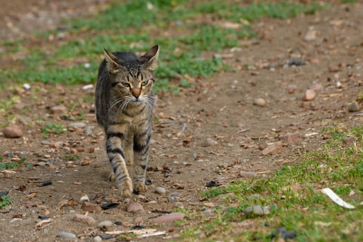 Stray cat explores a rustic path surrounded by nature in an afternoon light photo