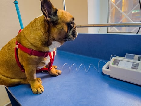 A dog with catheter in its paw stands on an operating table in a veterinary clinic. The French bulldog is undergoing treatment. photo