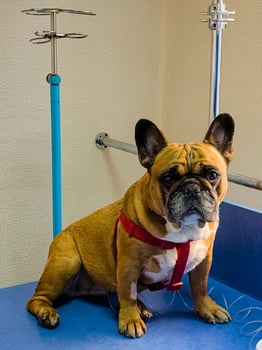 A dog with catheter in its paw sits on an operating table at a veterinary clinic. The French bulldog is undergoing treatment. photo
