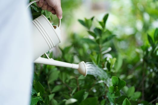 Man watering plants in his garden. Urban gardening watering fresh vegetables nature and plants care concept photo