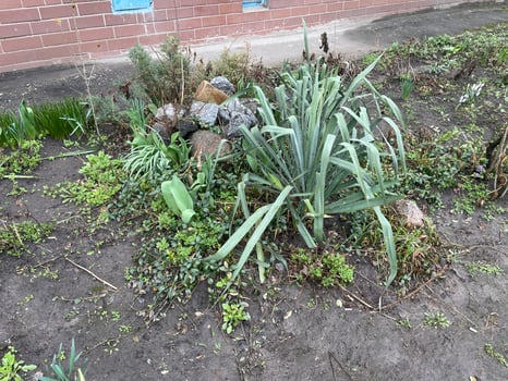 Beautiful spring plants in garden flowerbed 7 photo