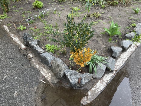Beautiful spring plants in garden flowerbed 4 photo