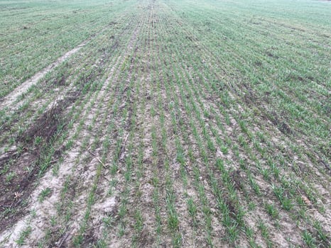 Vast spring field with sprouting green plants 4 photo