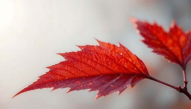 Red Autumn Leaf Close Up photo