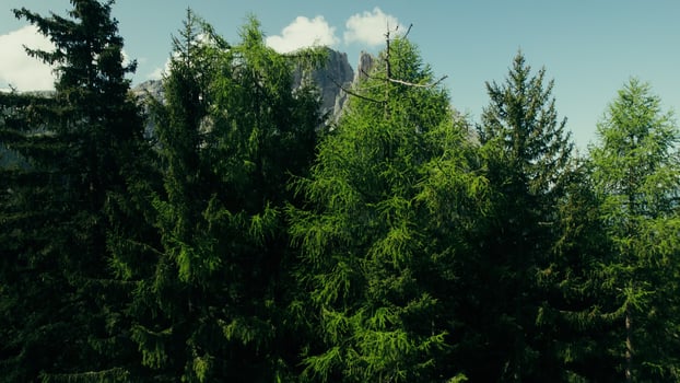 The drone takes off over the pines, revealing a view of the rocky mountains. Alpine valley from a bird's-eye view photo