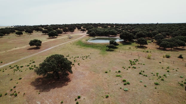 Trees with a dense crown and dry red grass, top view photo