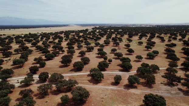 View of the savannah with round green trees with a dense crown among the dried grass, drone photo