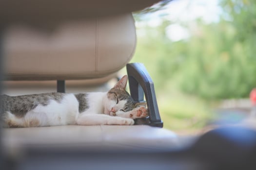 young female white brown cat dreaming by moving the eye inside sleeping on the golf car seat at the afternoon time.1 photo