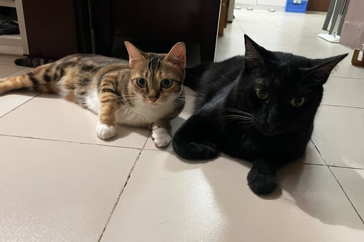 Tabby cat and black cat crouching on the floor photo