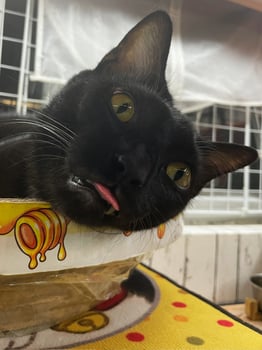 Cute Black Cat with the Tongue Out. A face of a funny-looking black cat with its cute tongue. sleep photo