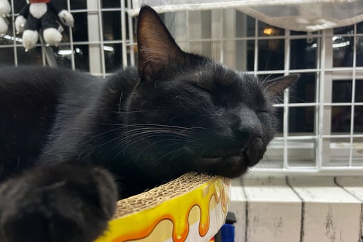 Relaxed Black Cat Sleeping on a Blanket. Cozy and Adorable Pet Resting in a Comfortable Home Peaceful Feline Nap. Fluffy Domestic Cat Relaxation. Pet ownership. photo