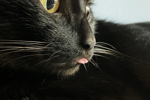 Cute Black Cat with the Tongue Out. A face of a funny-looking black cat with its cute tongue. photo