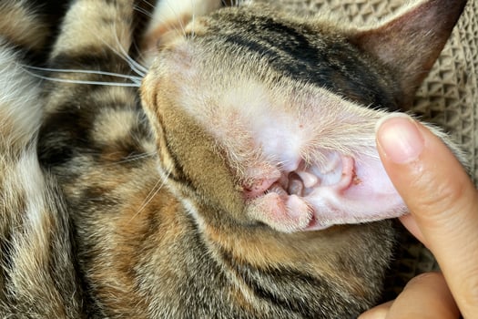 cat with red ear close up. dermatological problems and allergies in pets. Close-up of a receding hairline on a cat's ear. Microsporia or lichen in a kitten, hair falls out and skin peels off. photo