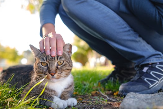 Street cats of Turkey country. woman pets cat photo