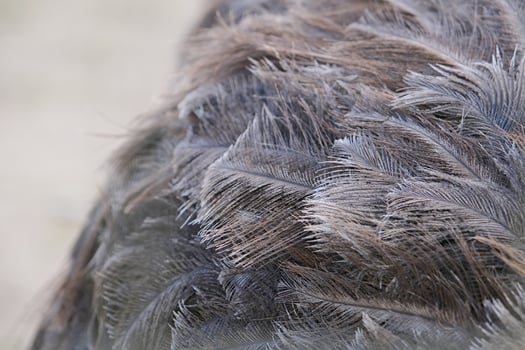 Close-up of ostrich feathers showing details photo
