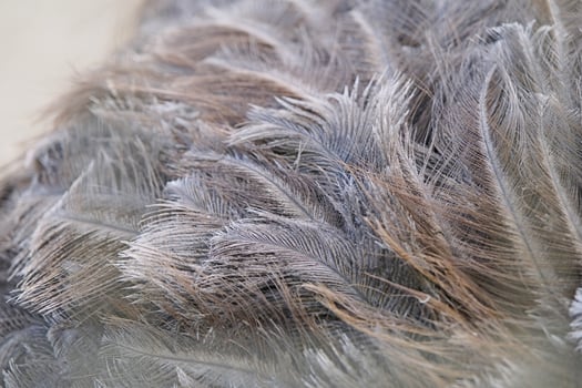 Close-up of ostrich feathers, showing details of the feather Macro shot, texture photo