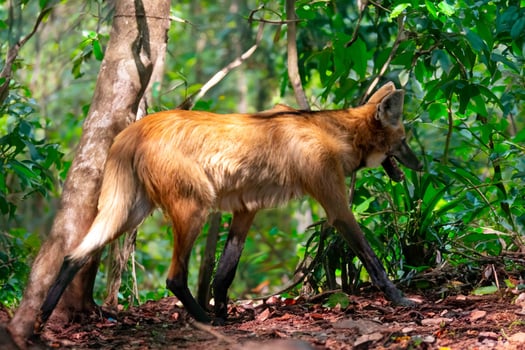 Typical and rare Brazilian maned wolf in selective focus ty photo