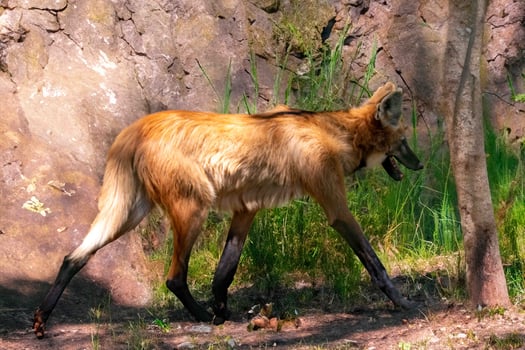 Typical and rare Brazilian maned wolf in selective focus photo